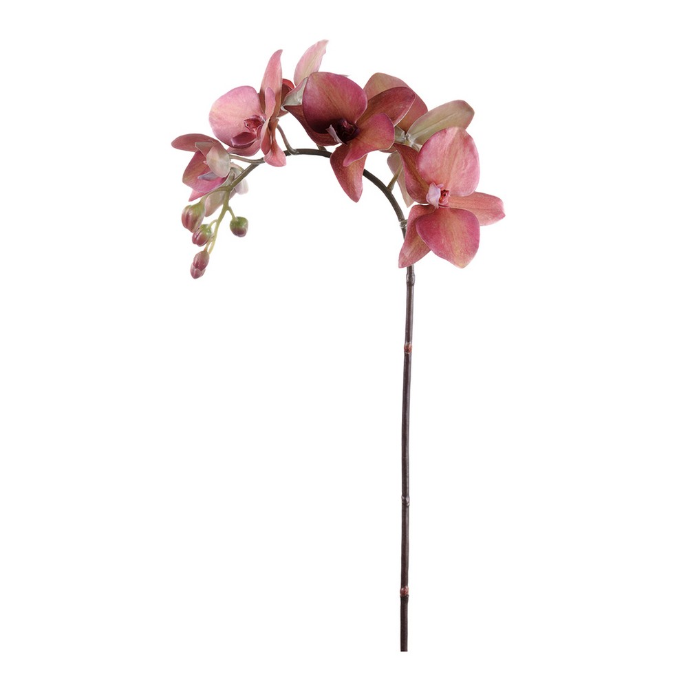 Konstväxt Fröken Fräken Phalaenopsis 60 cm