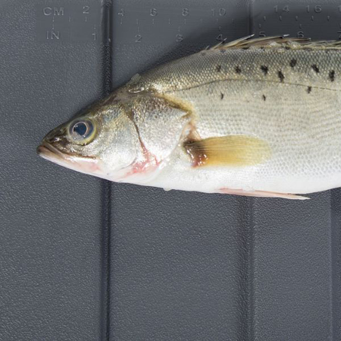 Kyl/frysbox Icemaster Pro 120L