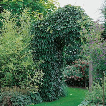Klätterväxt Engelmannsvin Omnia Garden 40-60 cm
