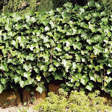 Klätterväxt Storbladig Murgröna Hedera Hibernica @Plant 40-60 cm
