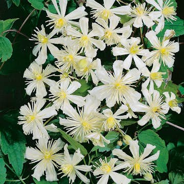 Klätterväxt Vit Vitalba Klematis Omnia Garden 40-60 cm