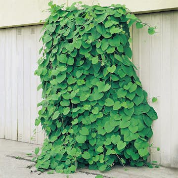 Klätterväxt Pipranka @Plant 40-60 cm