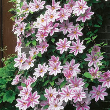 Klätterväxt Rosa Patens Klematis Omnia Garden 40-60 cm