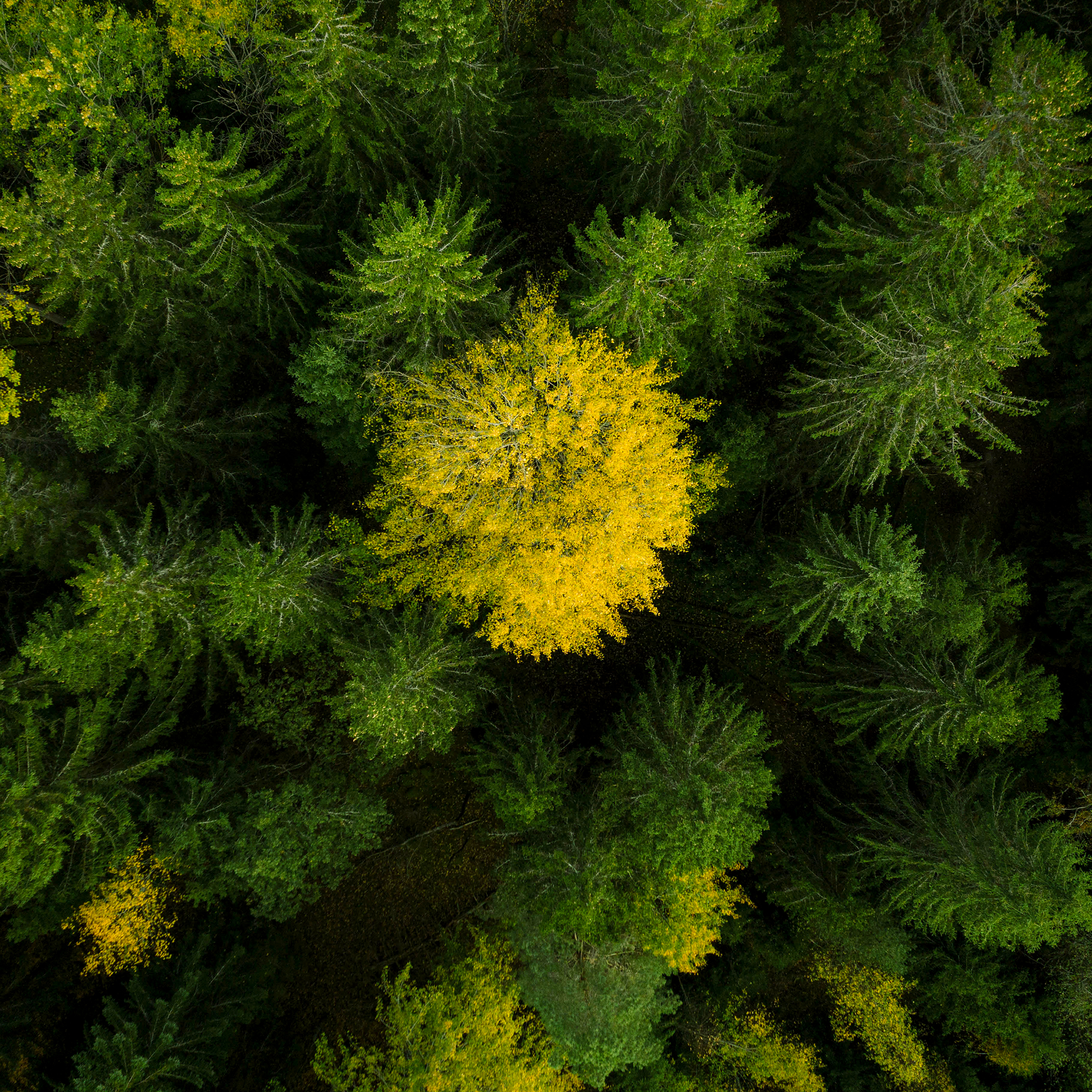 Robotgräsklippare Husqvarna Automower® 310E NERA