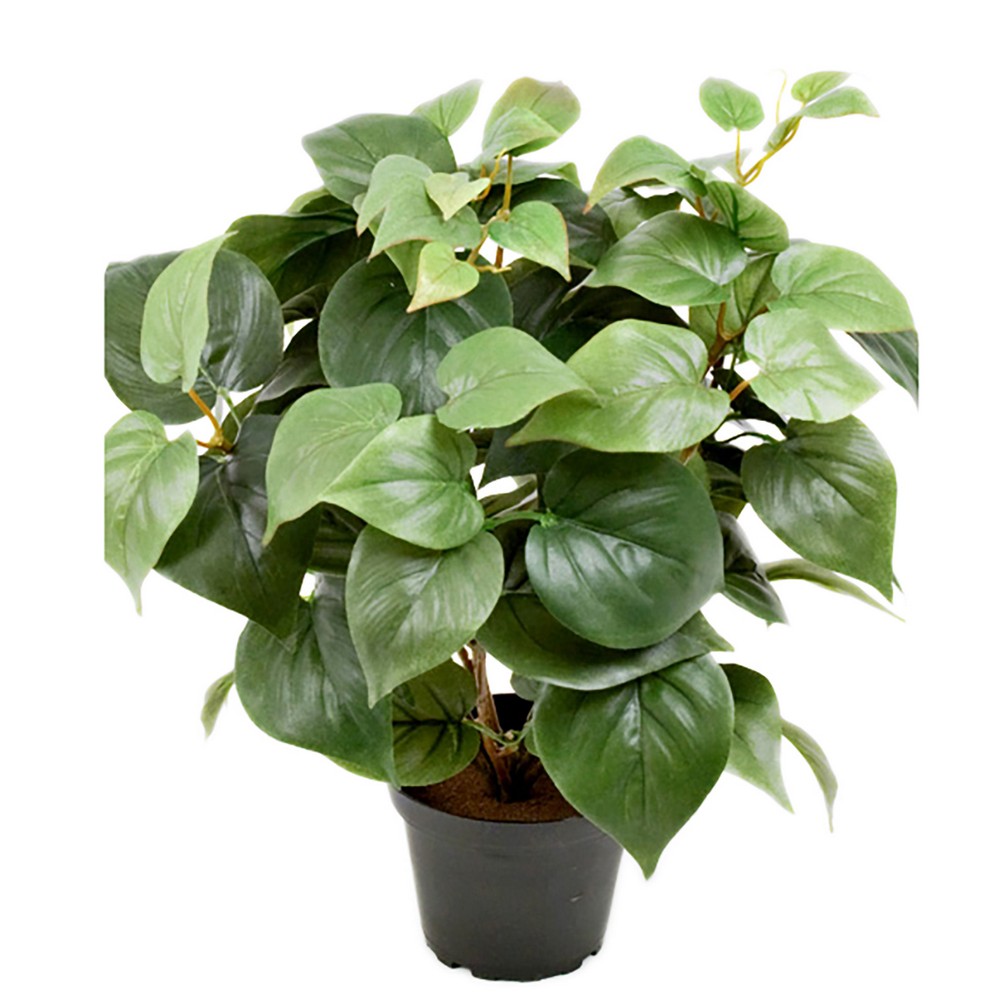 Konstväxt Fröken Fräken Philodendron Grön