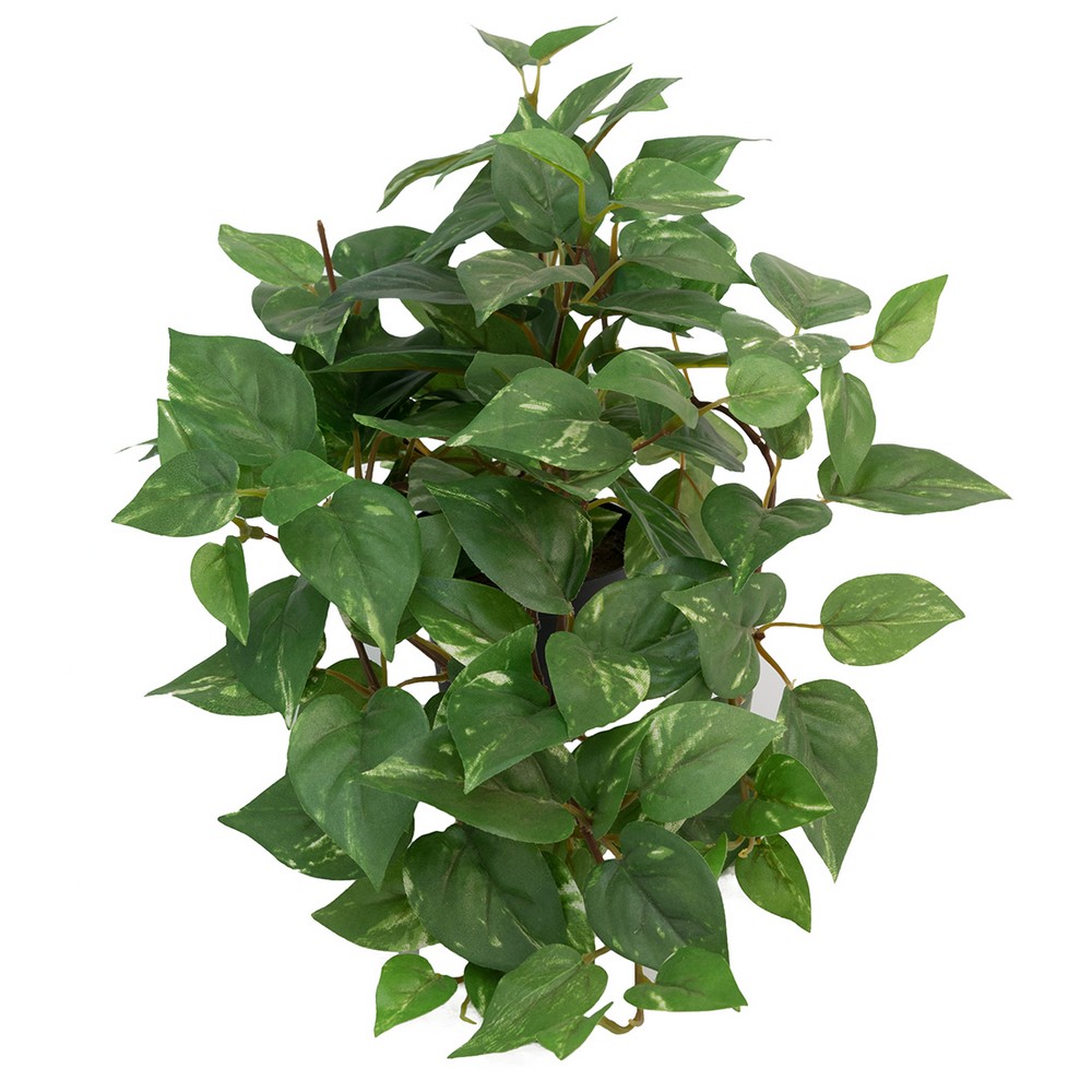 Konstväxt Fröken Fräken Gullranka 25 cm Grön