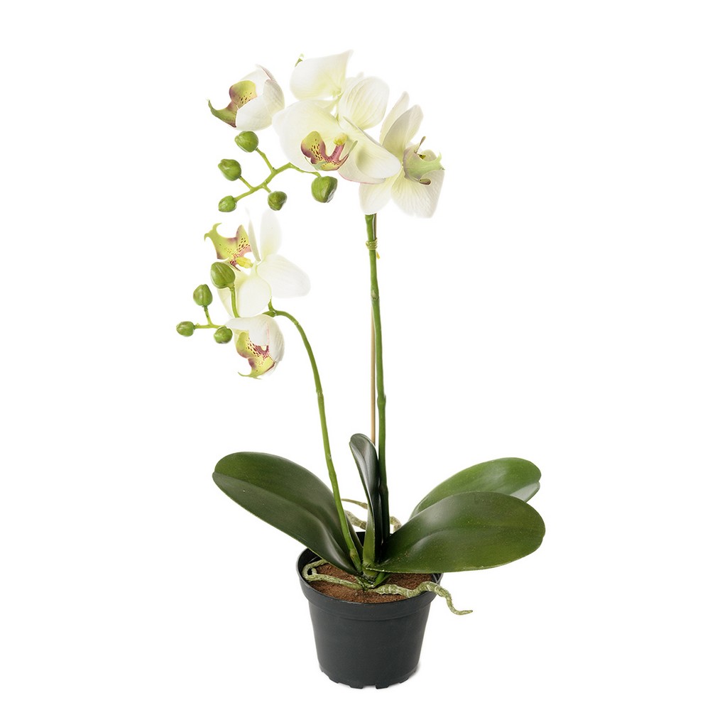 Konstväxt Fröken Fräken Phalaenopsis Kruka