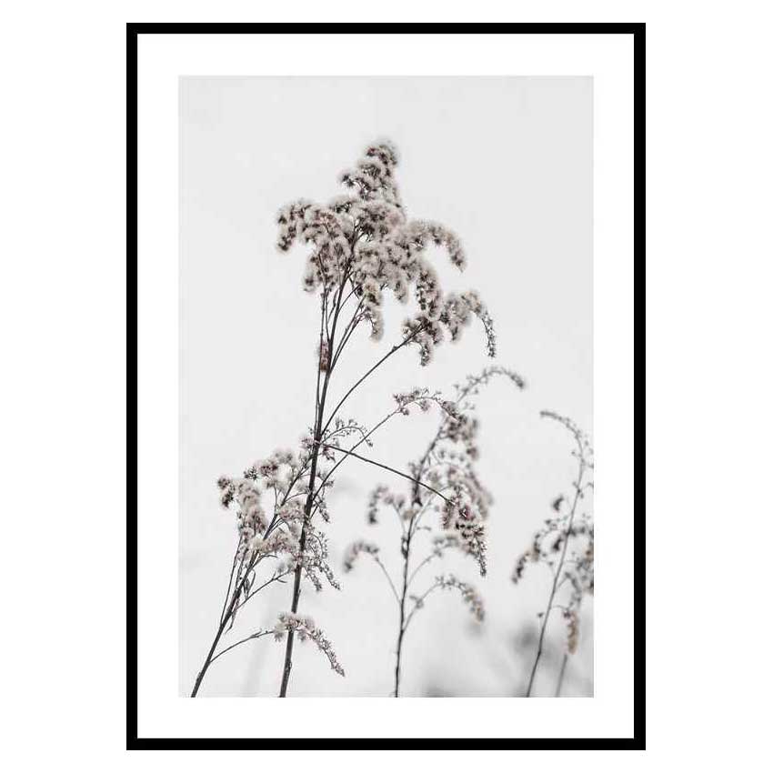 Poster Gallerix Dry Flowers