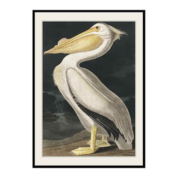 Poster Gallerix Pelican 1827
