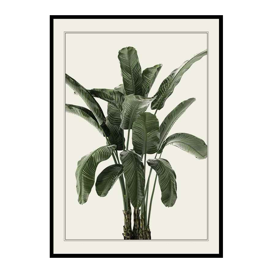 Poster Gallerix Banana Palm