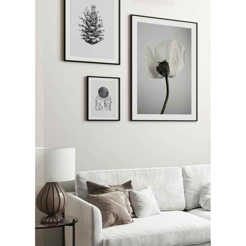 Poster Gallerix White Poppy