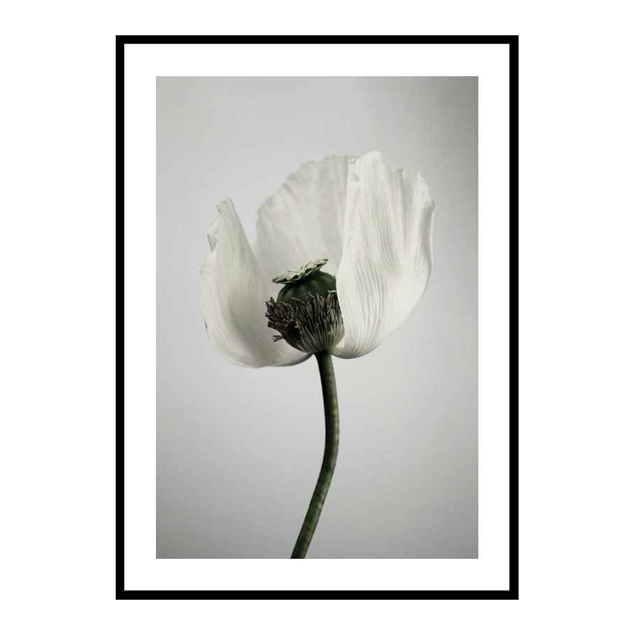 Poster Gallerix White Poppy
