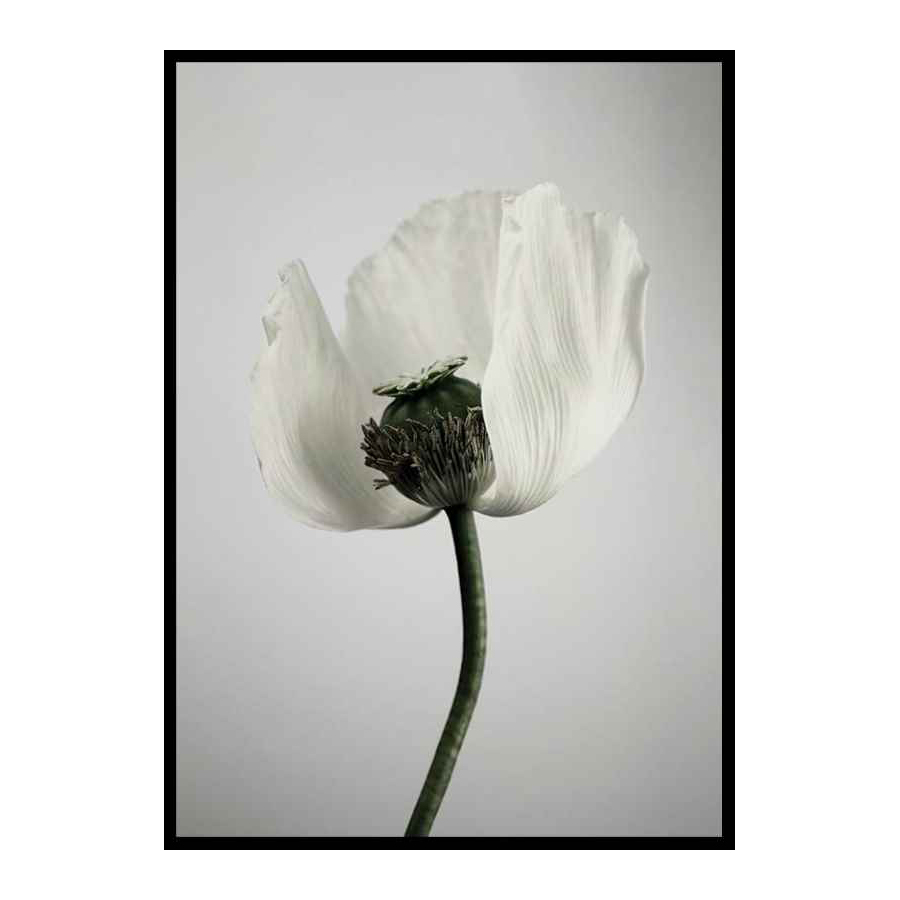 Poster Gallerix White Poppy