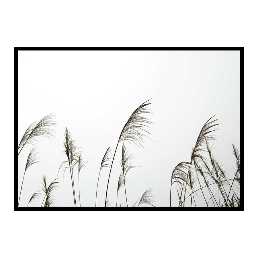 Poster Gallerix Reed Flowers