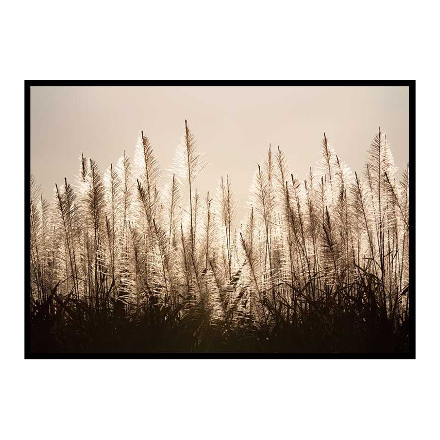 Poster Gallerix Sugar Cane