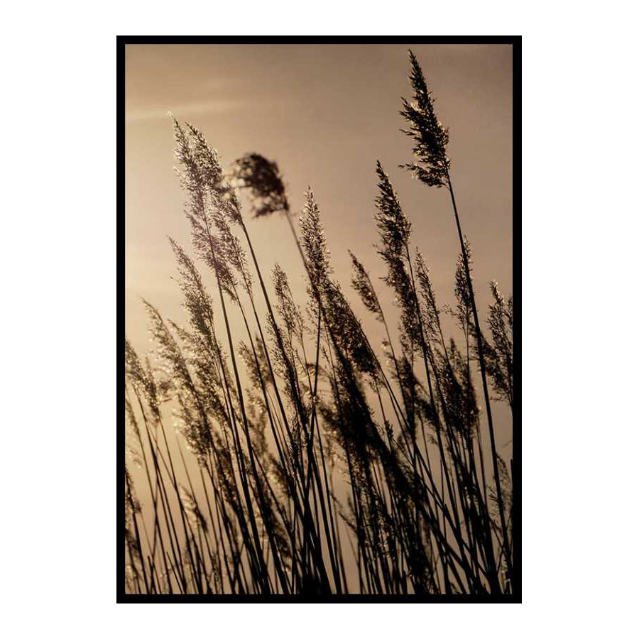 Poster Gallerix Swaying Reed