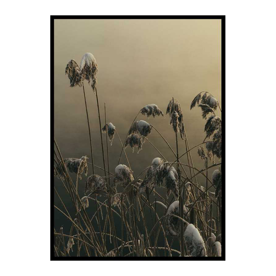 Poster Gallerix Winter Reed No1