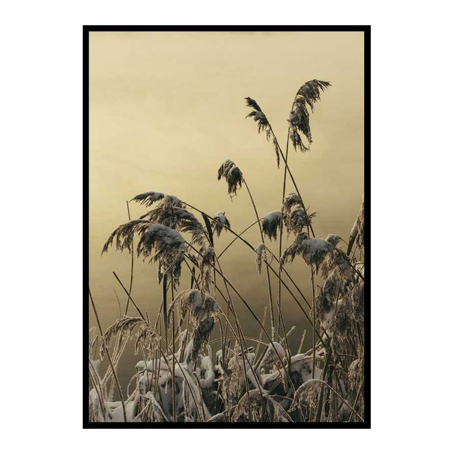 Poster Gallerix Winter Reed No2