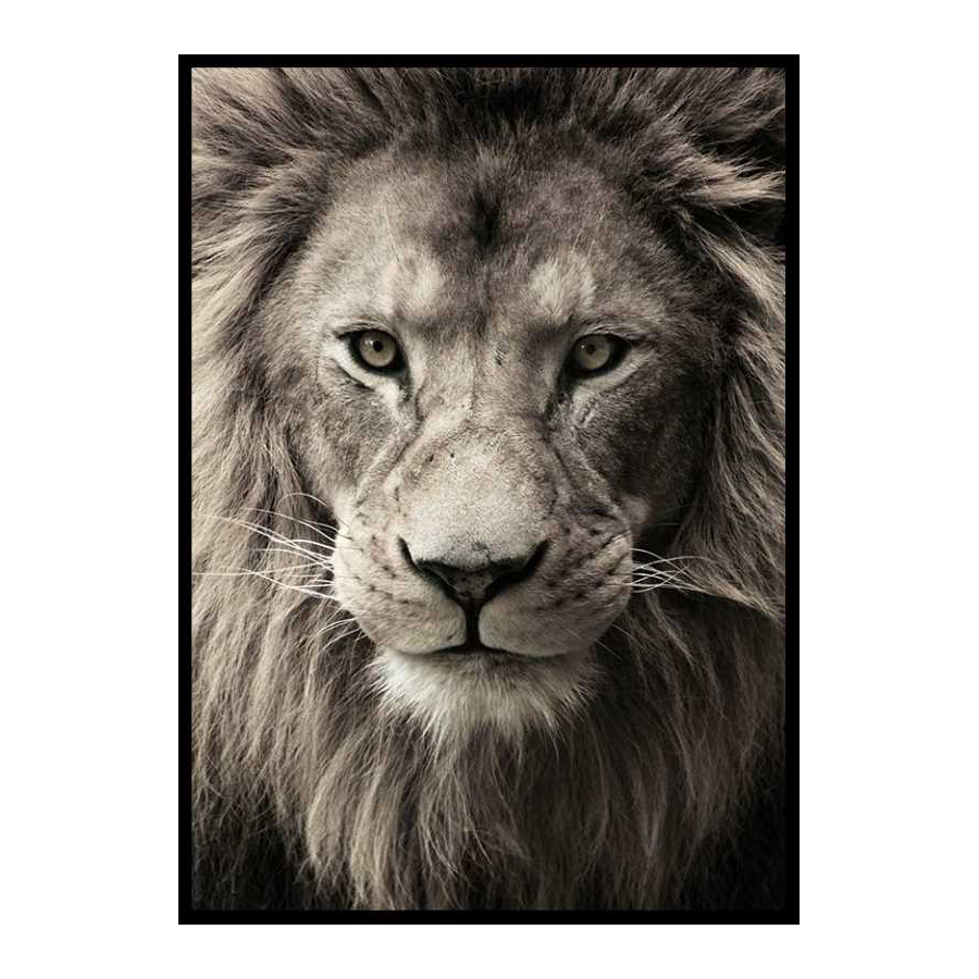 Poster Gallerix African Lion