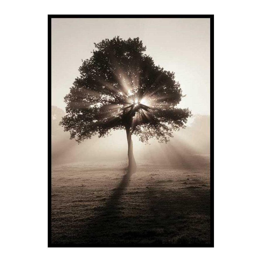 Poster Gallerix Tree In Sunrise