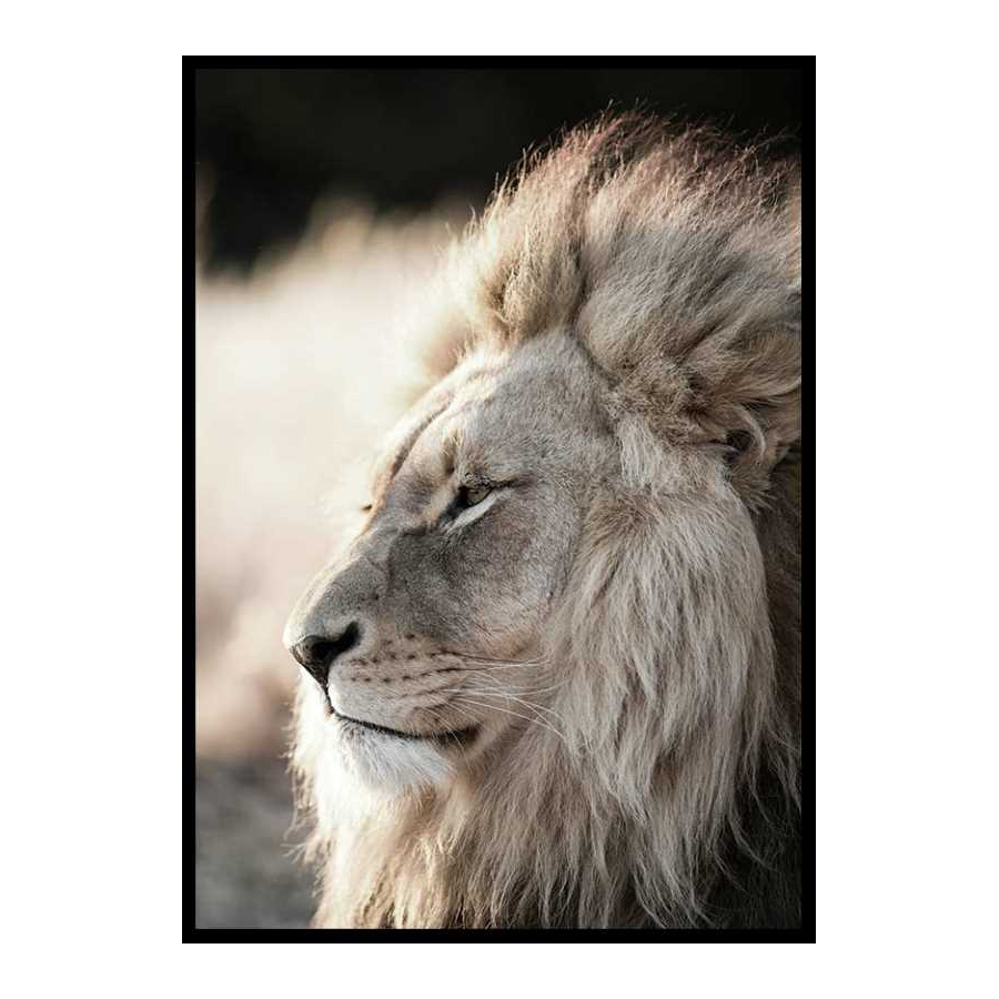 Poster Gallerix Male African Lion