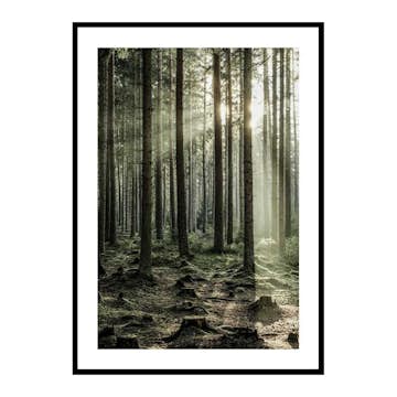 Poster Gallerix Sunbeam Forest