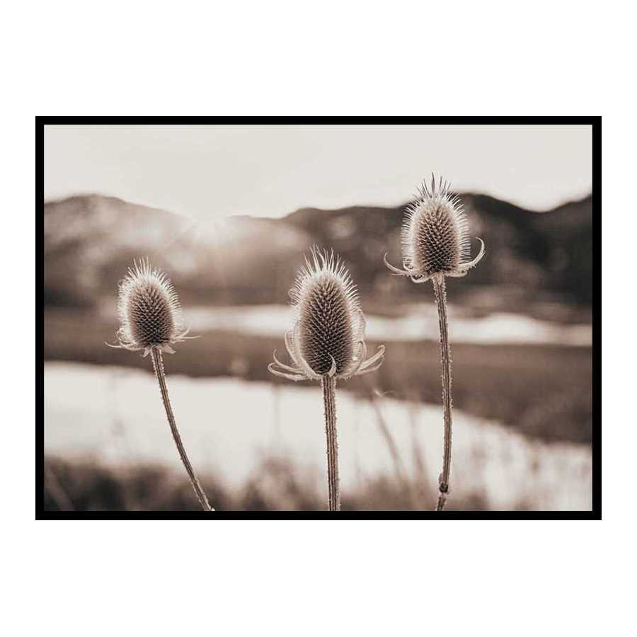 Poster Gallerix Flowers In Meadow