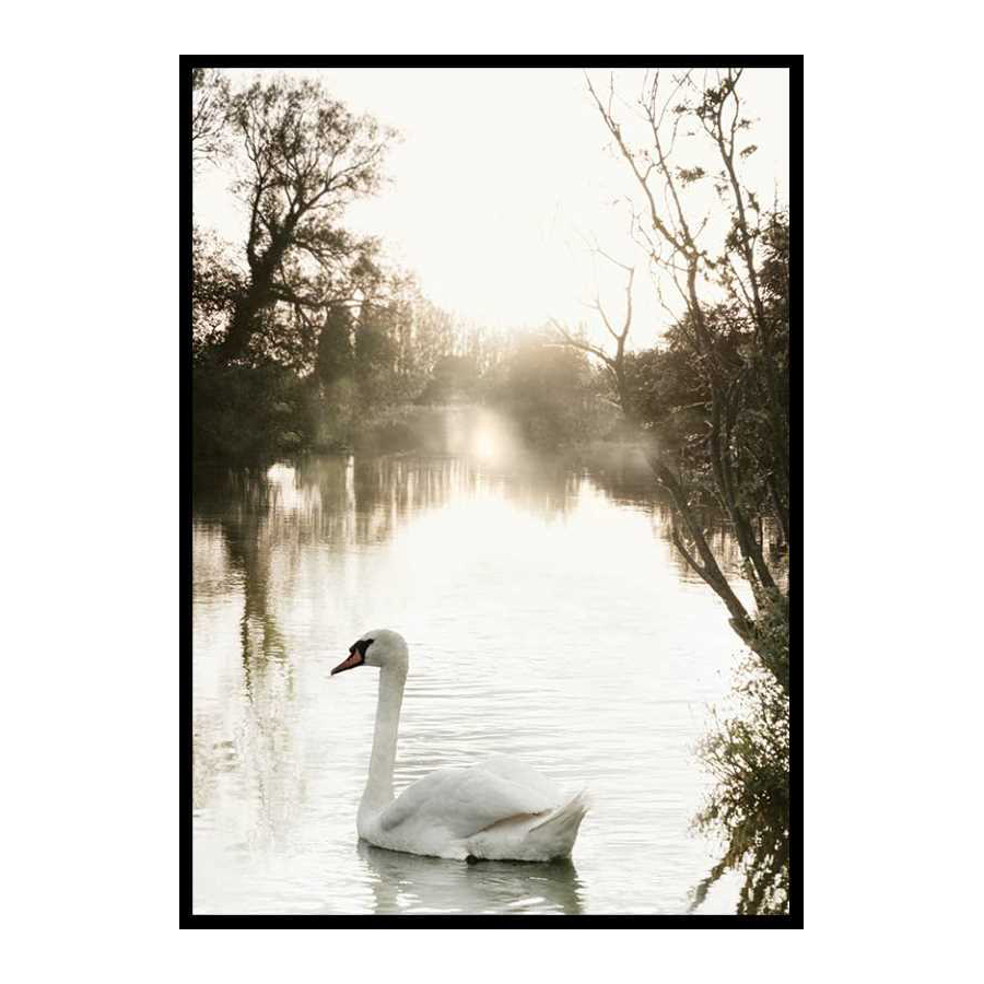 Poster Gallerix White Swan