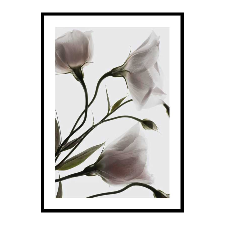 Poster Gallerix Three White Flowers