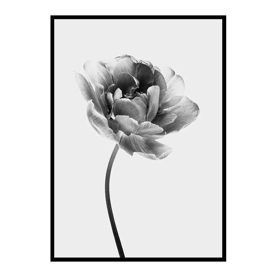 Poster Gallerix Tulip Flower B&W