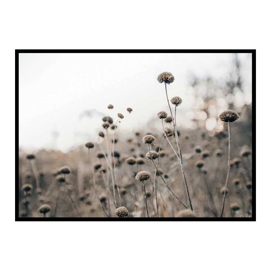 Poster Gallerix Monochromatic Flowers