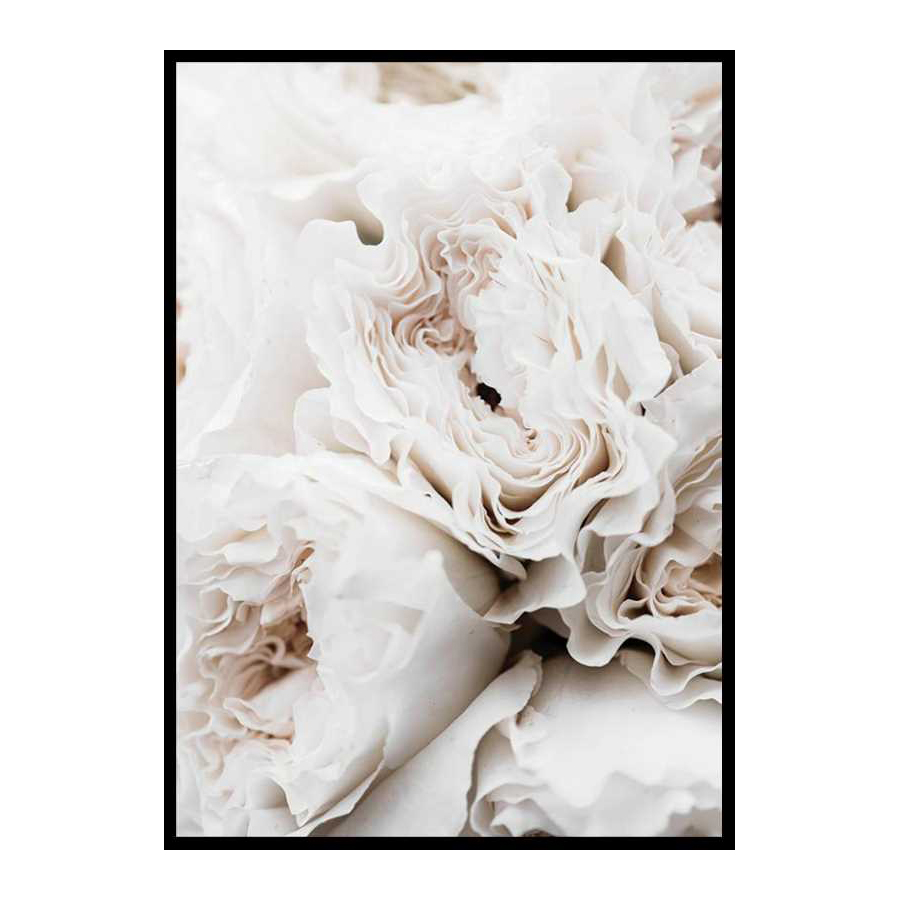 Poster Gallerix Blossoming Roses