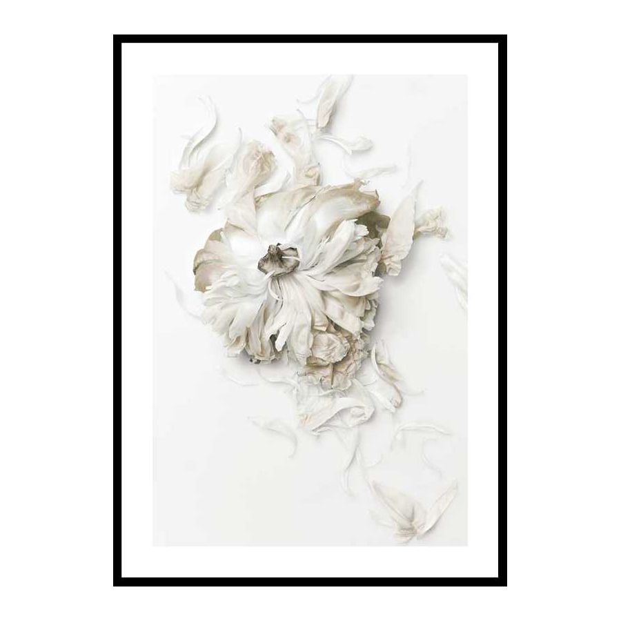Poster Gallerix Peony Petals No1