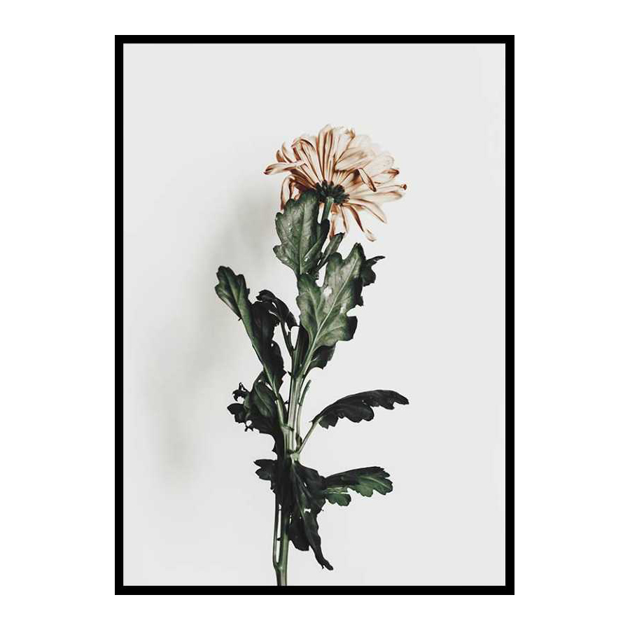 Poster Gallerix Chrysanthemum No1