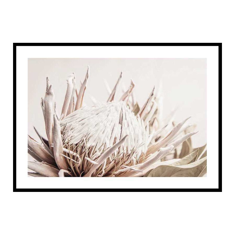 Poster Gallerix Protea Flower No1