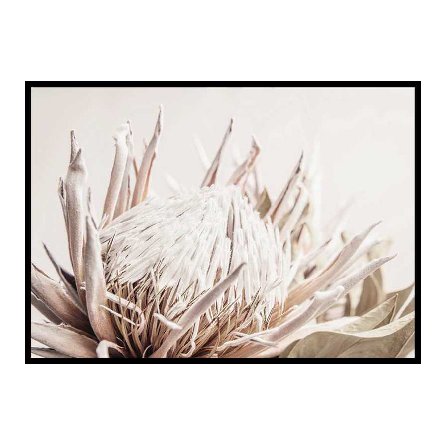 Poster Gallerix Protea Flower No1