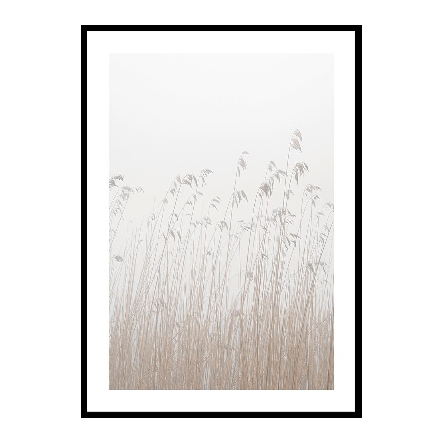 Poster Gallerix Grass In Fog