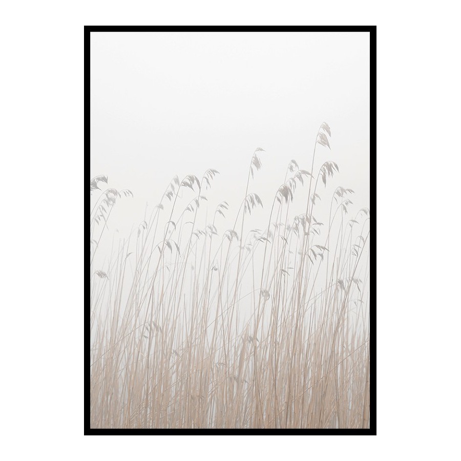 Poster Gallerix Grass In Fog
