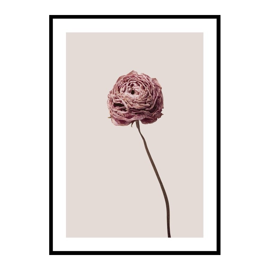 Poster Gallerix Buttercup Flower