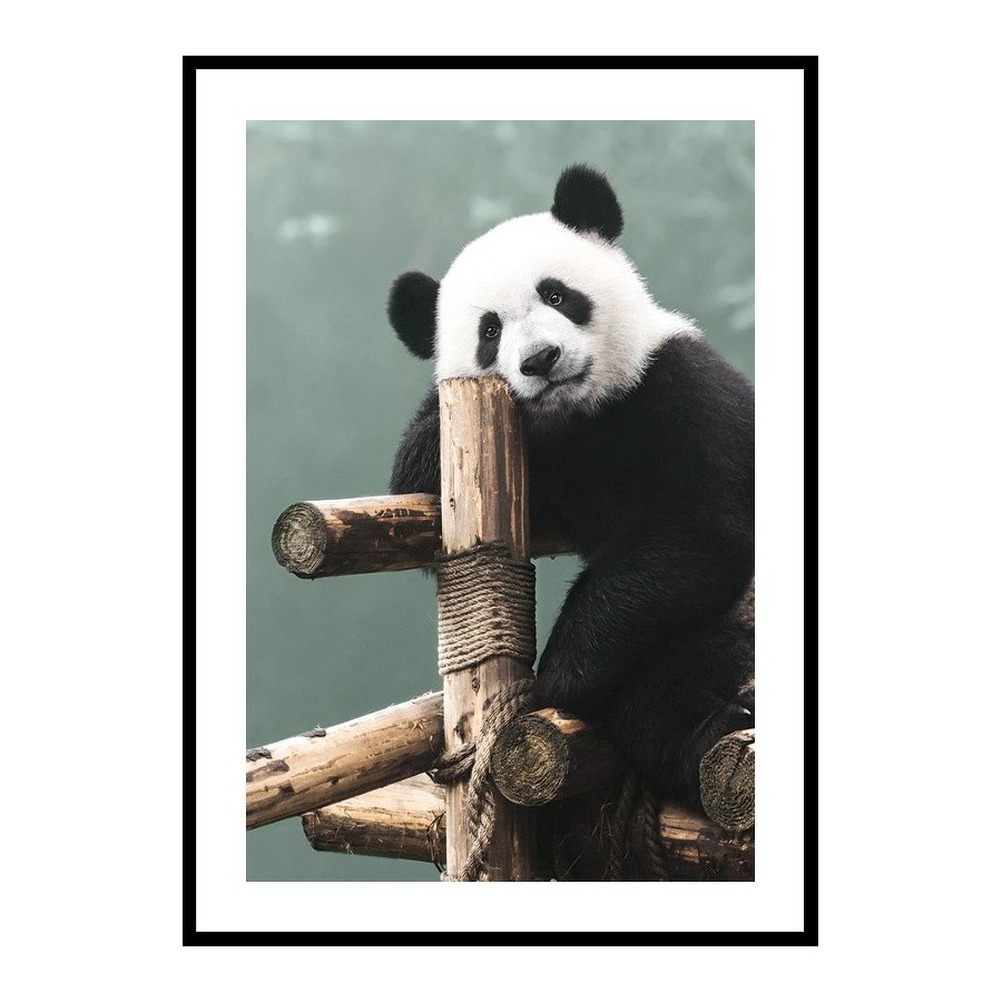 Poster Gallerix Giant Panda Bear