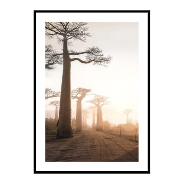 Poster Gallerix Baobab Trees In Madagascar