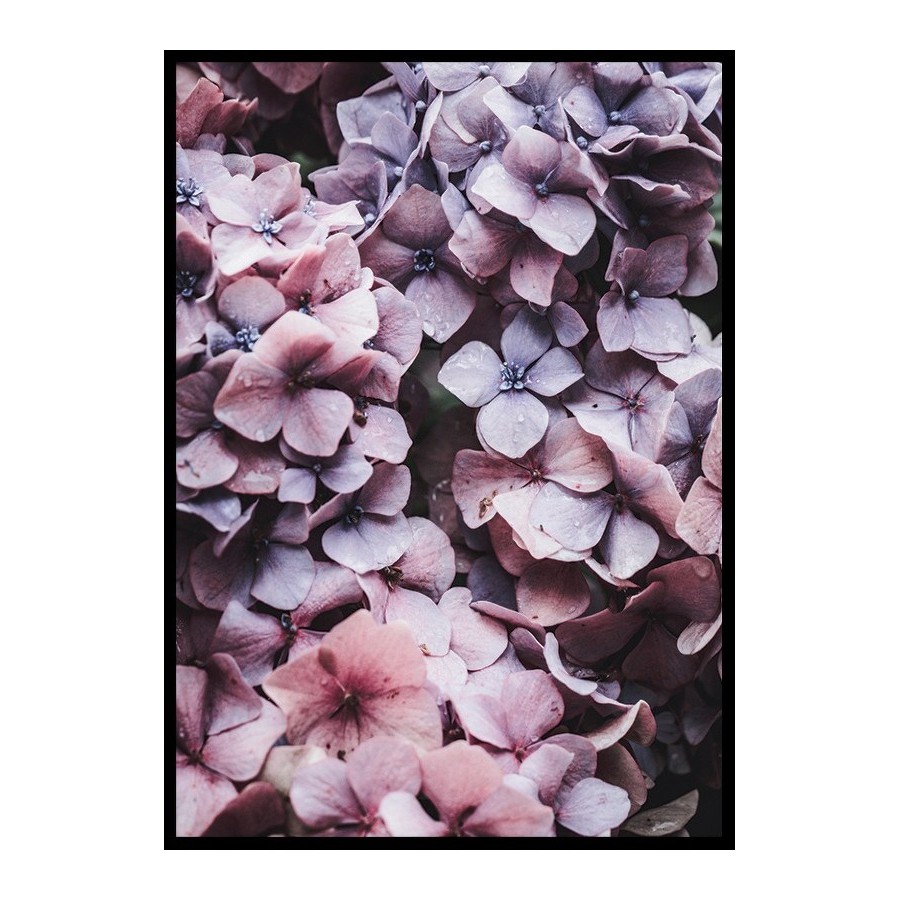Poster Gallerix Pink Hydrangea