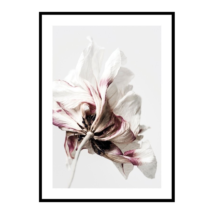 Poster Gallerix Anemone Flower