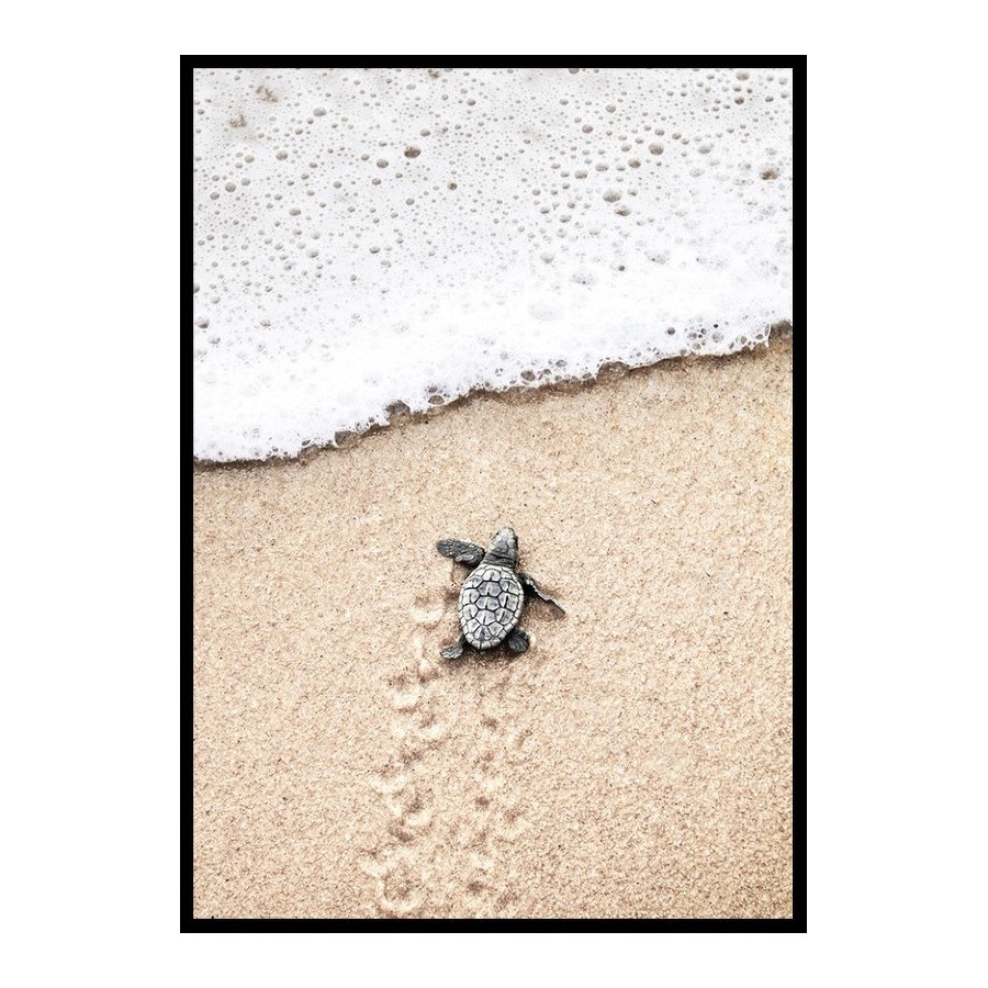 Poster Gallerix Baby Turtle On Beach