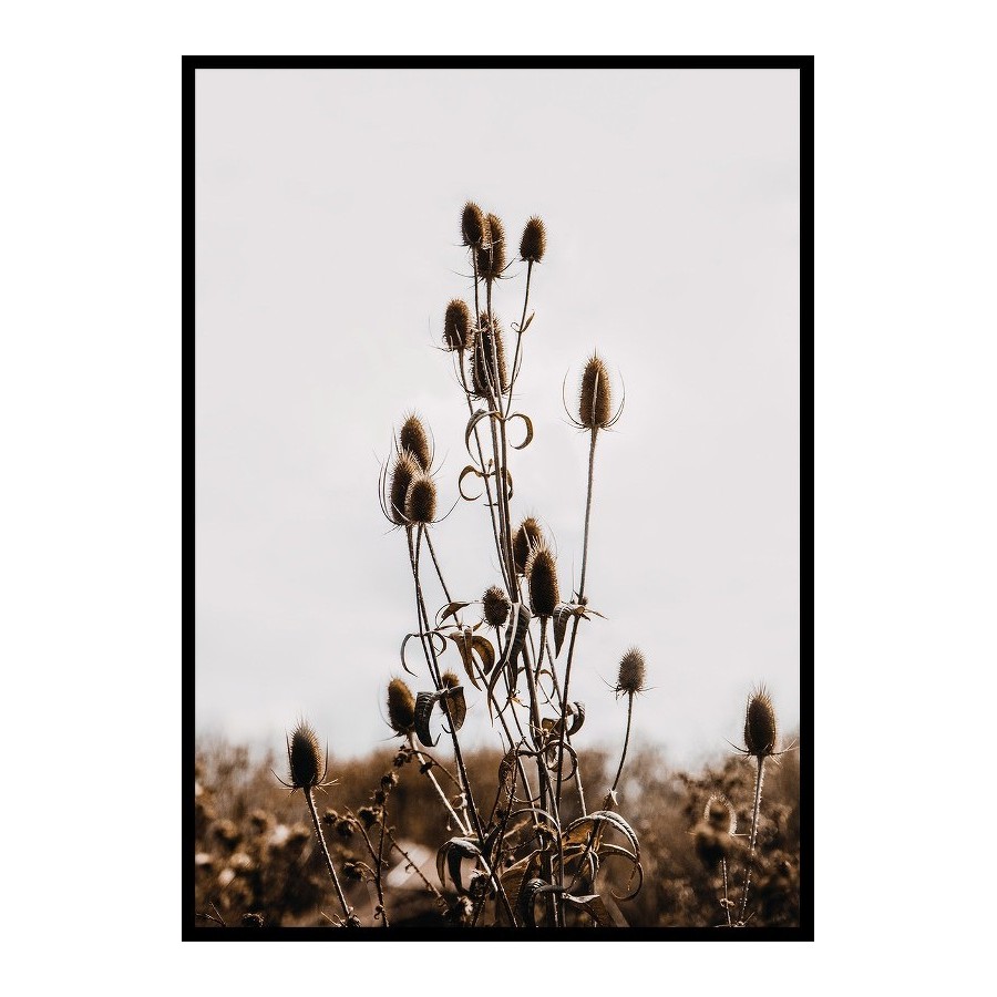 Poster Gallerix Reeds