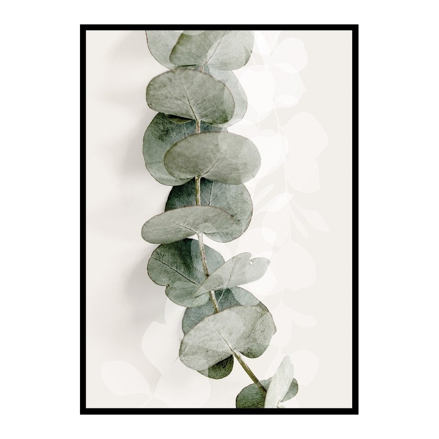 Poster Gallerix Eucalyptus No8