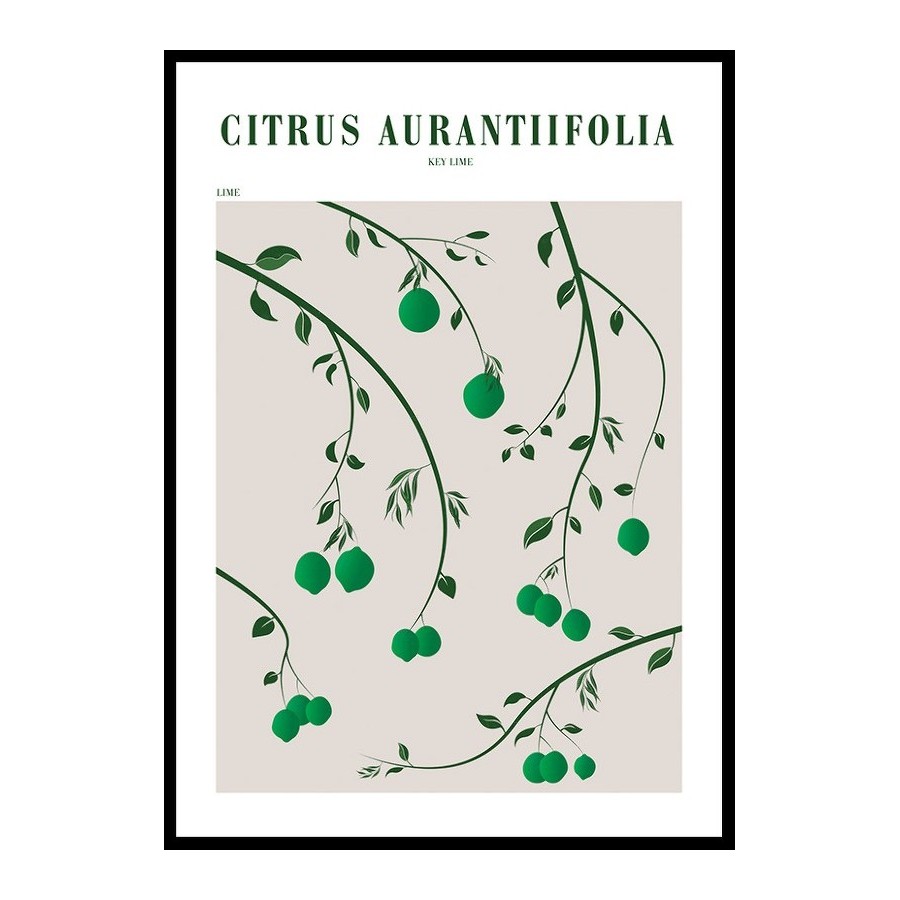 Poster Gallerix Citrus Aurantifolia