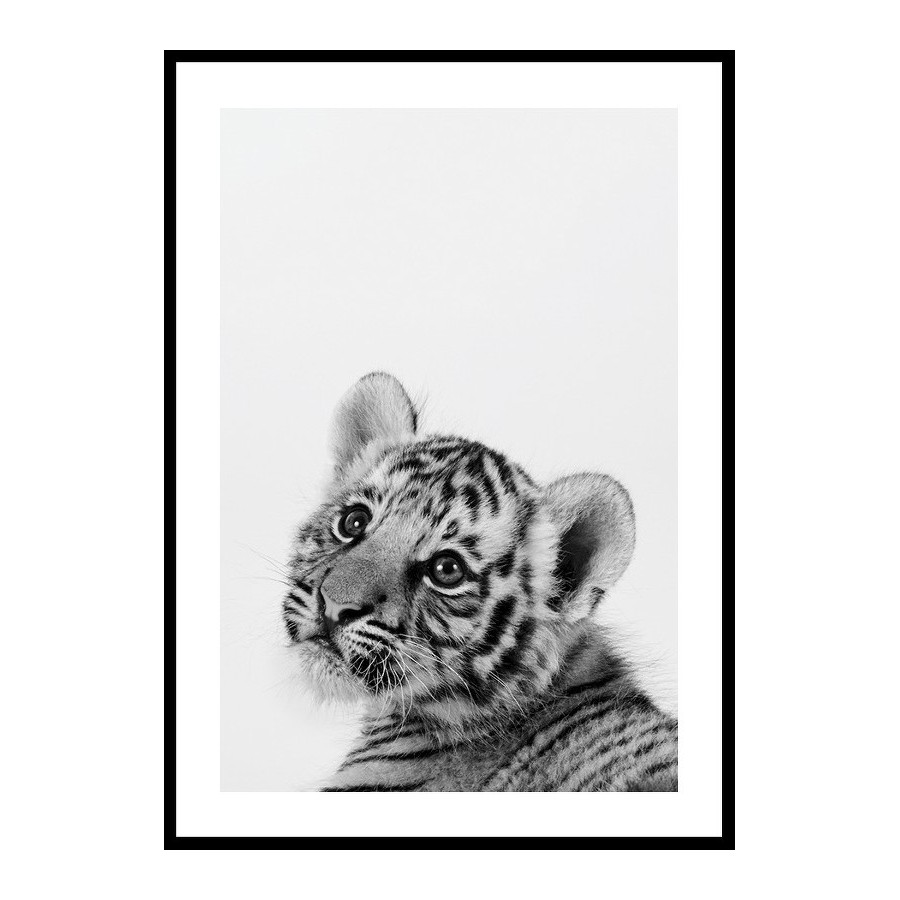Poster Gallerix Tiger Cub