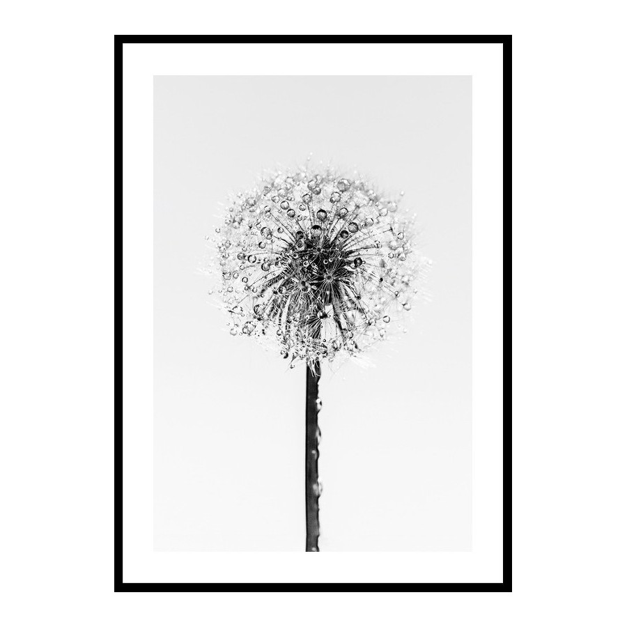 Poster Gallerix Dandelion With Dew