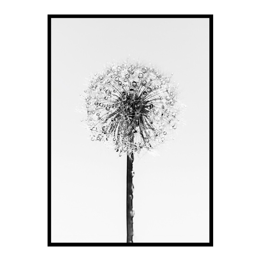 Poster Gallerix Dandelion With Dew